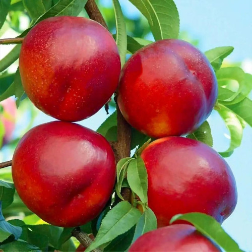 Медведівський (пізній)